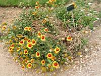 Gaillardia aristata (fam Asteracees) (Amerique du nord) (1) (Photo F. Mrugala)